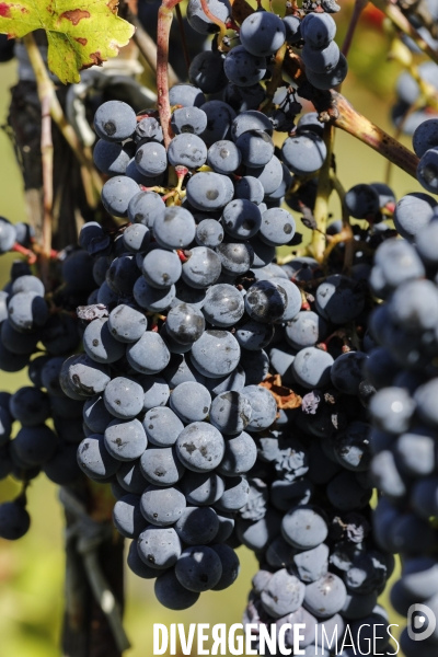 Institut des Sciences de la Vigne et du Vin de Bordeaux (ISVV)