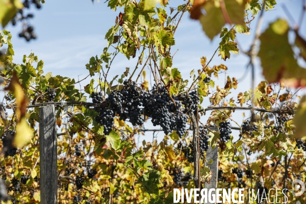 Institut des Sciences de la Vigne et du Vin de Bordeaux (ISVV)