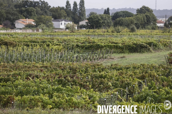 Institut des Sciences de la Vigne et du Vin de Bordeaux (ISVV)