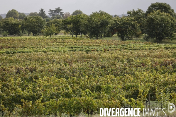 Institut des Sciences de la Vigne et du Vin de Bordeaux (ISVV)