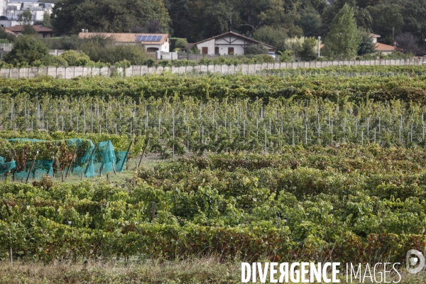 Institut des Sciences de la Vigne et du Vin de Bordeaux (ISVV)