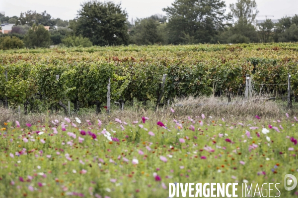 Institut des Sciences de la Vigne et du Vin de Bordeaux (ISVV)