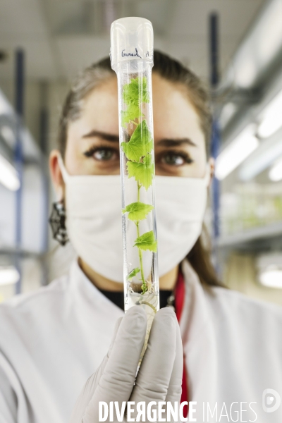 Institut des Sciences de la Vigne et du Vin de Bordeaux (ISVV)