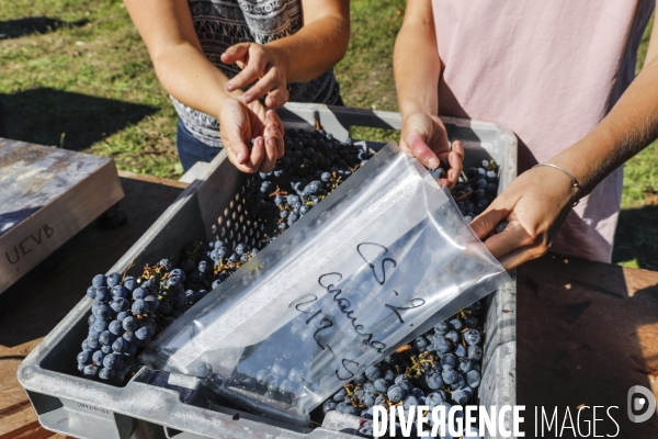 Institut des Sciences de la Vigne et du Vin de Bordeaux (ISVV)