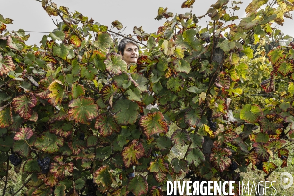 Institut des Sciences de la Vigne et du Vin de Bordeaux (ISVV)