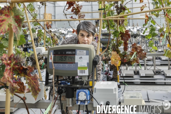 Institut des Sciences de la Vigne et du Vin de Bordeaux (ISVV)