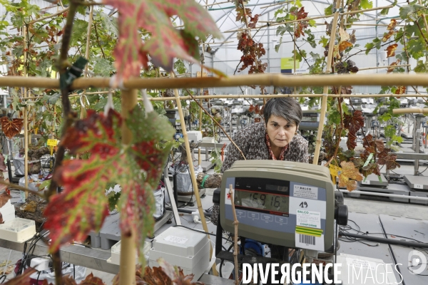 Institut des Sciences de la Vigne et du Vin de Bordeaux (ISVV)