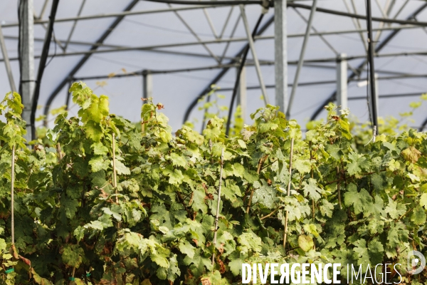 Institut des Sciences de la Vigne et du Vin de Bordeaux (ISVV)