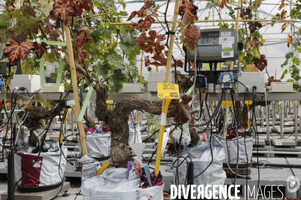 Institut des Sciences de la Vigne et du Vin de Bordeaux (ISVV)