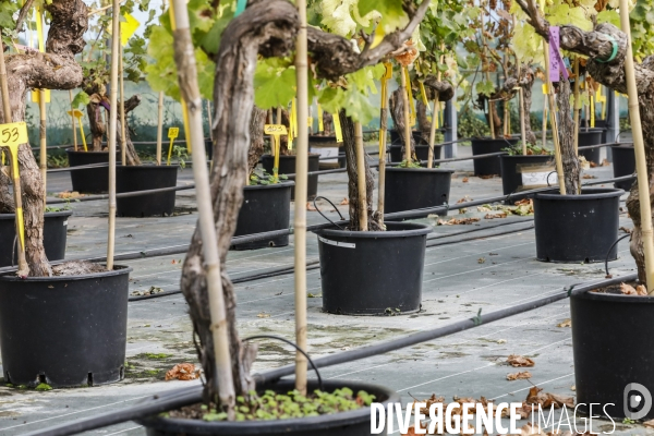 Institut des Sciences de la Vigne et du Vin de Bordeaux (ISVV)