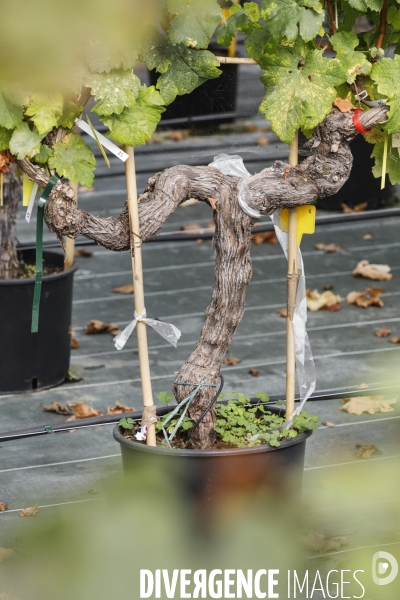 Institut des Sciences de la Vigne et du Vin de Bordeaux (ISVV)