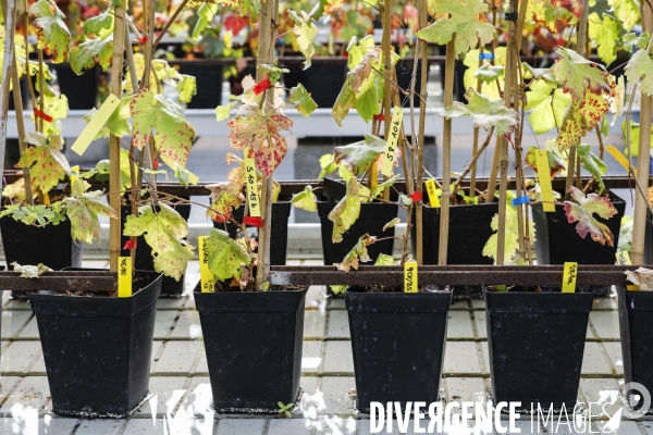 Institut des Sciences de la Vigne et du Vin de Bordeaux (ISVV)