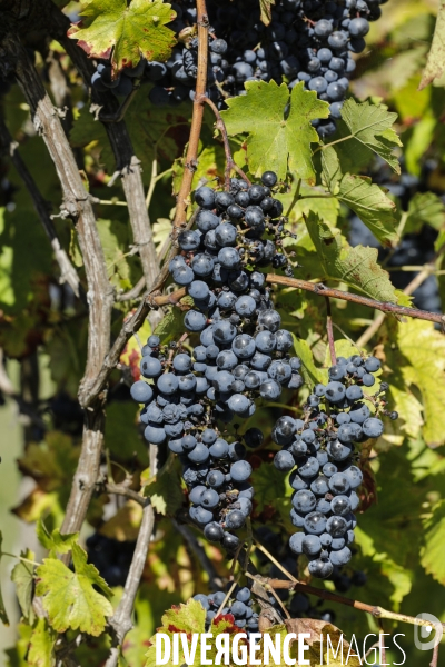 Institut des Sciences de la Vigne et du Vin de Bordeaux (ISVV)