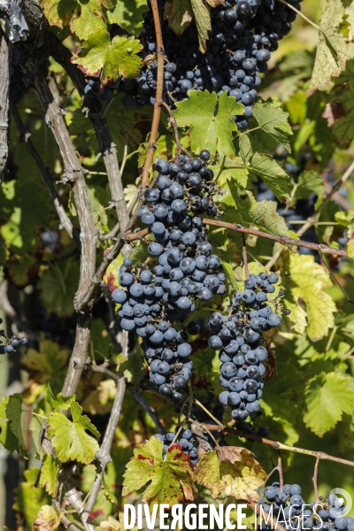 Institut des Sciences de la Vigne et du Vin de Bordeaux (ISVV)