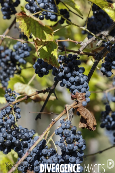 Institut des Sciences de la Vigne et du Vin de Bordeaux (ISVV)