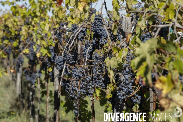 Institut des Sciences de la Vigne et du Vin de Bordeaux (ISVV)