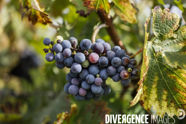 Institut des Sciences de la Vigne et du Vin de Bordeaux (ISVV)