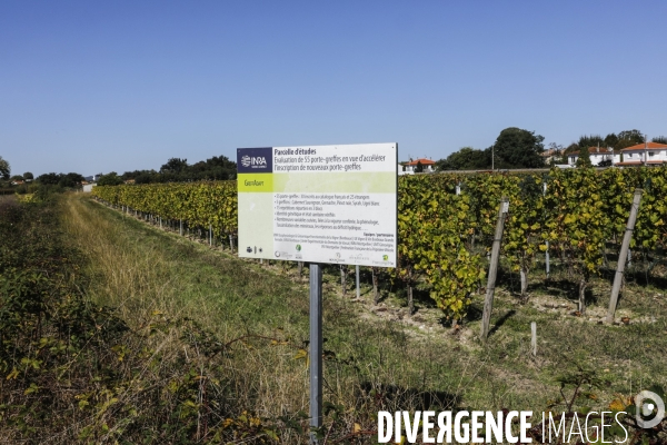 Institut des Sciences de la Vigne et du Vin de Bordeaux (ISVV)
