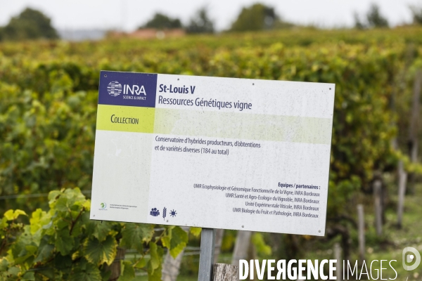 Institut des Sciences de la Vigne et du Vin de Bordeaux (ISVV)