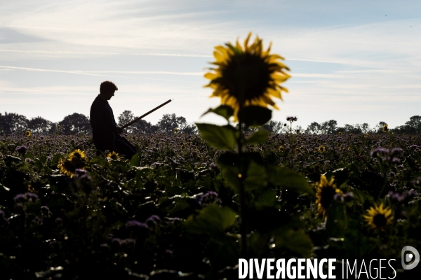 Agriculture de conservation des sols