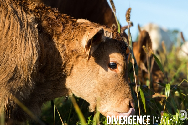 Agriculture de conservation des sols