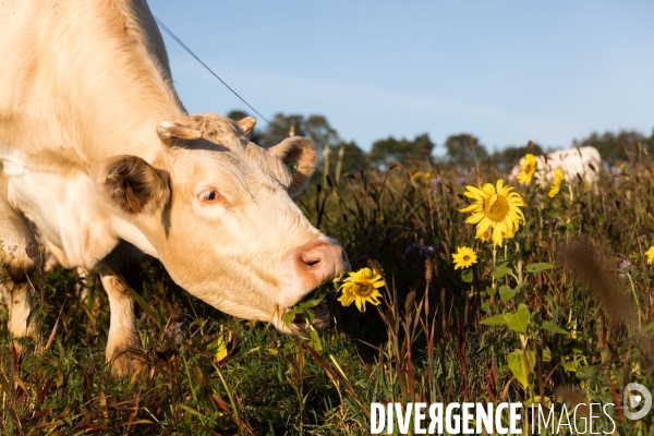 Agriculture de conservation des sols