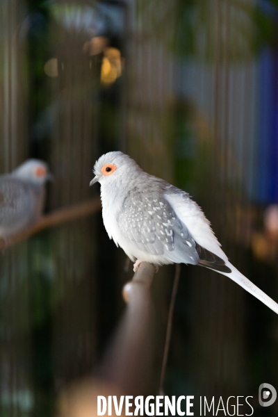 La Mare aux Oiseaux