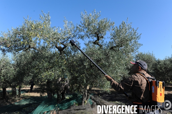 Récolte des Olives