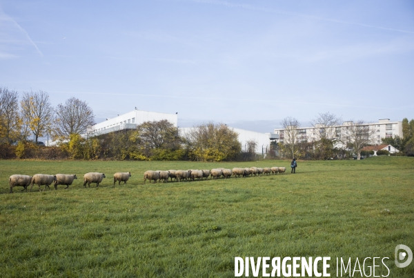 Paturage de moutons par les bergers urbains a garges-les-gonesses.