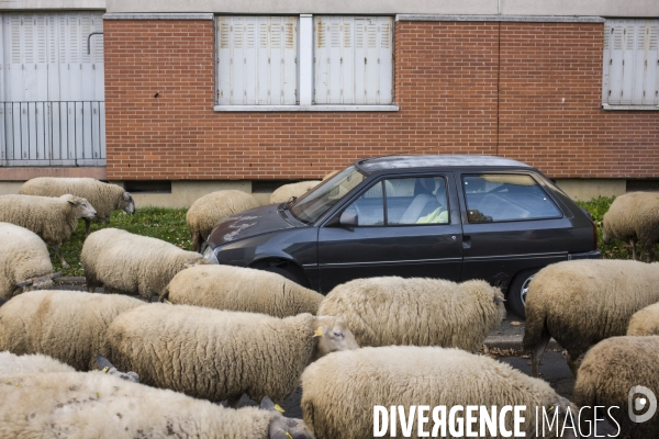 Paturage de moutons par les bergers urbains a garges-les-gonesses.