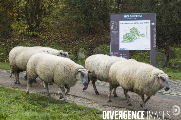 Paturage de moutons par les bergers urbains a garges-les-gonesses.