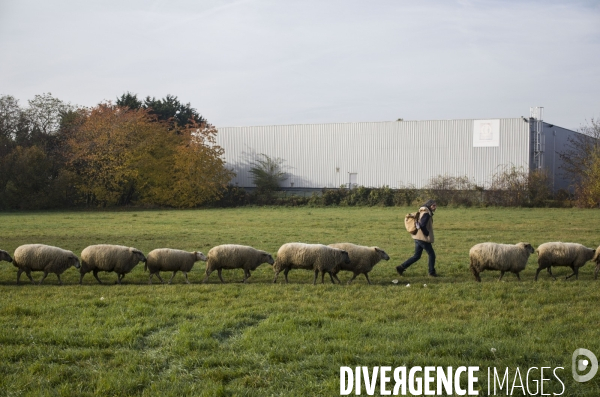 Paturage de moutons par les bergers urbains a garges-les-gonesses.