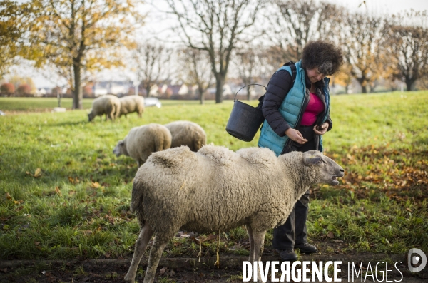 Paturage de moutons par les bergers urbains a garges-les-gonesses.