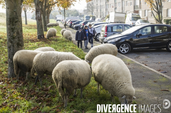 Paturage de moutons par les bergers urbains a garges-les-gonesses.