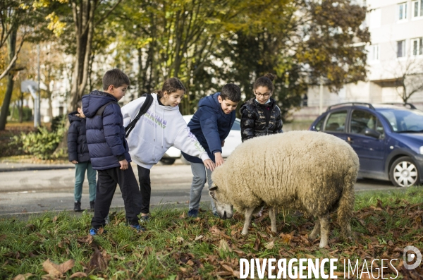 Paturage de moutons par les bergers urbains a garges-les-gonesses.