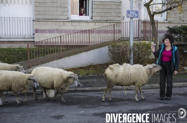 Paturage de moutons par les bergers urbains a garges-les-gonesses.