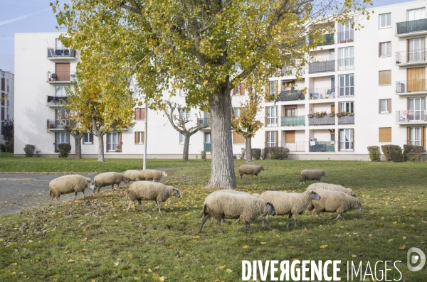 Paturage de moutons par les bergers urbains a garges-les-gonesses.