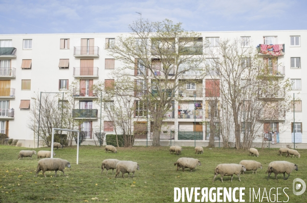 Paturage de moutons par les bergers urbains a garges-les-gonesses.