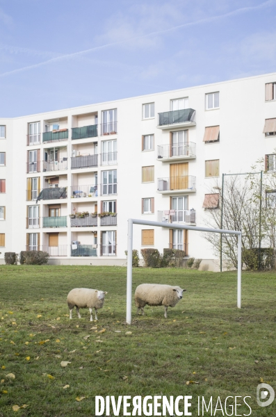 Paturage de moutons par les bergers urbains a garges-les-gonesses.