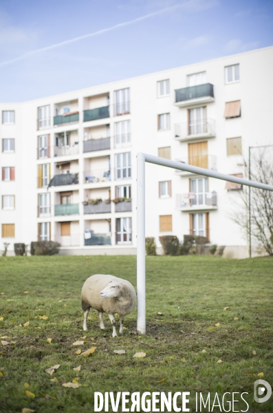 Paturage de moutons par les bergers urbains a garges-les-gonesses.