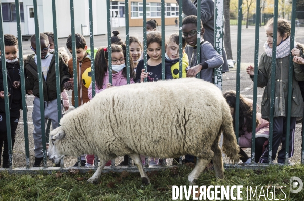 Paturage de moutons par les bergers urbains a garges-les-gonesses.