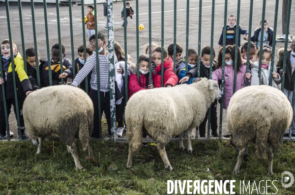 Paturage de moutons par les bergers urbains a garges-les-gonesses.