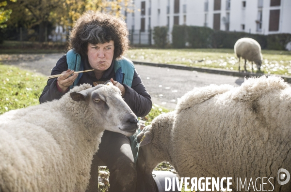 Paturage de moutons par les bergers urbains a garges-les-gonesses.