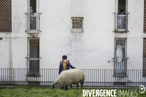 Paturage de moutons par les bergers urbains a garges-les-gonesses.