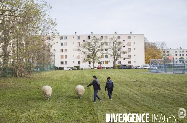 Paturage de moutons par les bergers urbains a garges-les-gonesses.