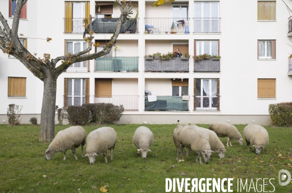 Paturage de moutons par les bergers urbains a garges-les-gonesses.