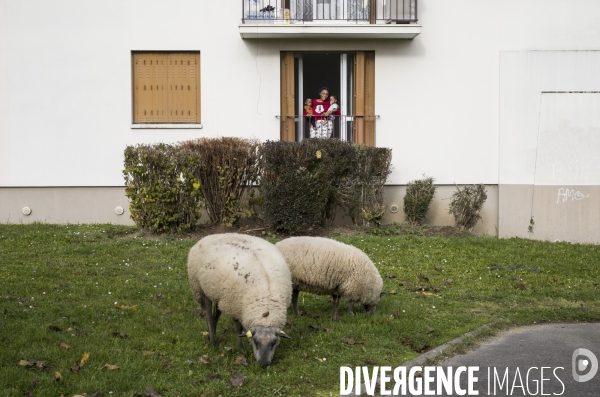 Paturage de moutons par les bergers urbains a garges-les-gonesses.