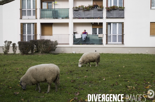 Paturage de moutons par les bergers urbains a garges-les-gonesses.