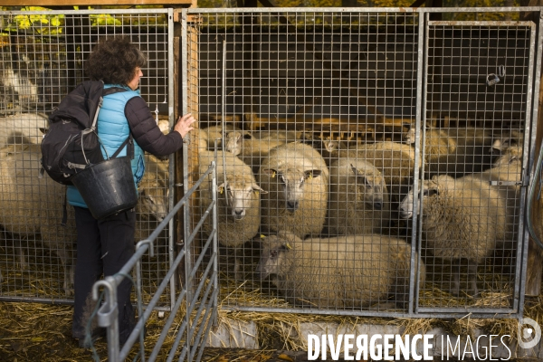 Paturage de moutons par les bergers urbains a garges-les-gonesses.