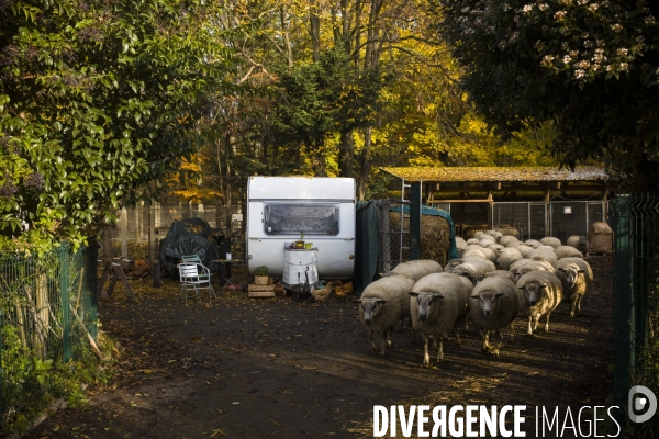 Paturage de moutons par les bergers urbains a garges-les-gonesses.